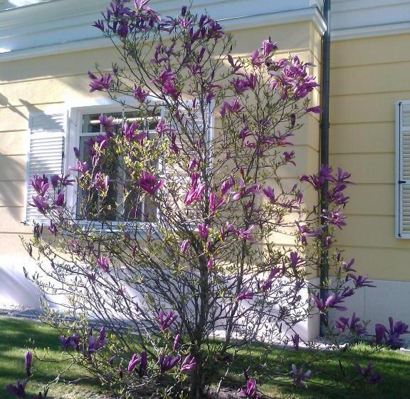 فندق Château Visz