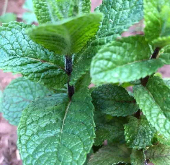 Majatalo Teacook Marrakech