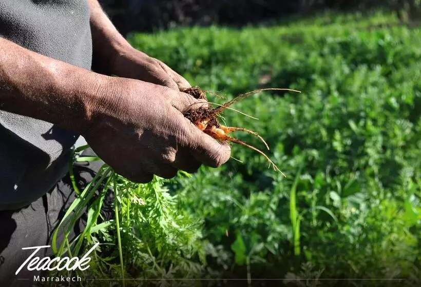 Majatalo Teacook Marrakech