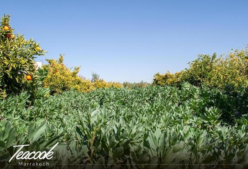 بنسيون Teacook Marrakech