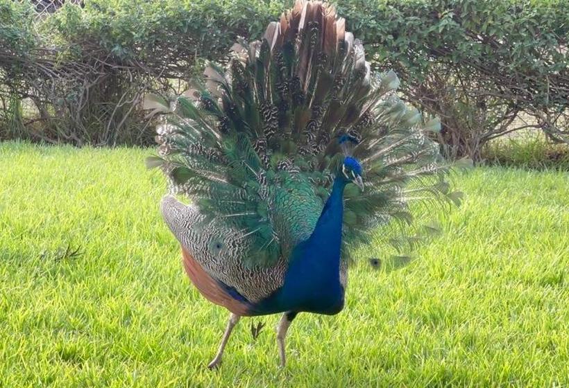 بنسيون Teacook Marrakech