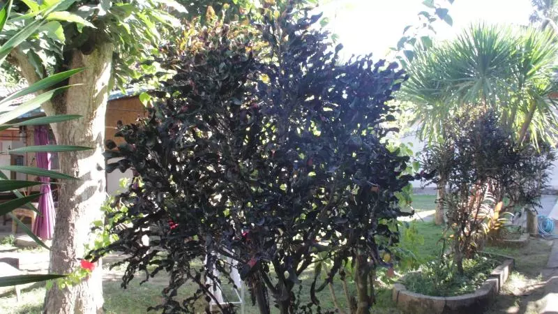 Majatalo Penida Dive Resort