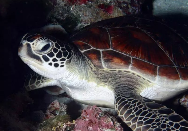 Majatalo Penida Dive Resort