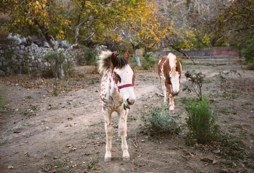 Bed & Breakfast Casona El Resguardo   Solo Adultos