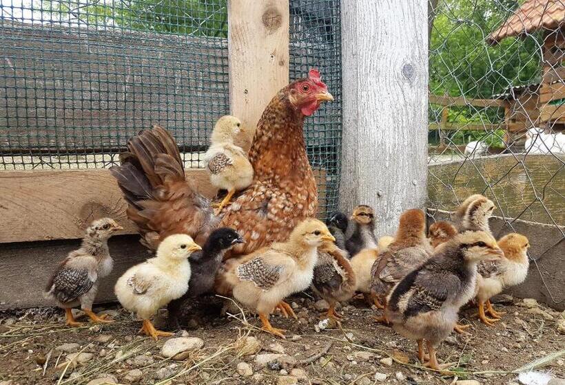 펜션 Akácliget Vendégház és Major