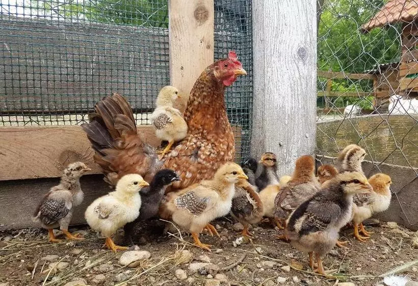 ペンション Akácliget Vendégház és Major