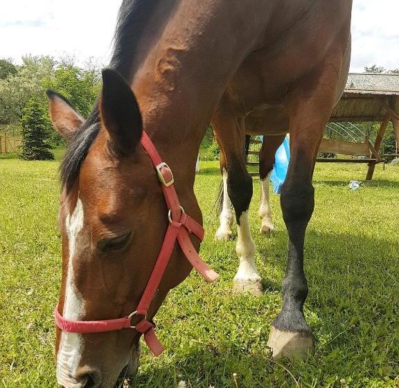 펜션 Akácliget Vendégház és Major