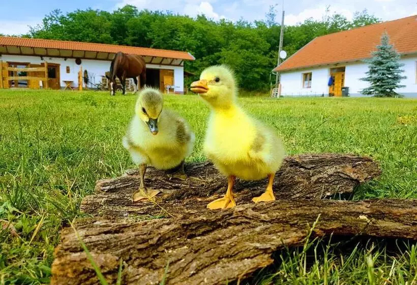 ペンション Akácliget Vendégház és Major