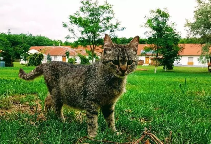 ペンション Akácliget Vendégház és Major