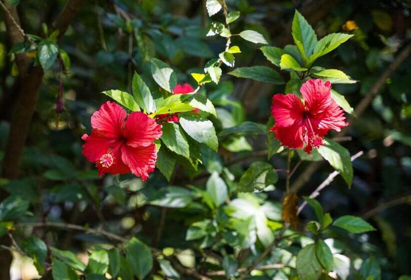 پانسیون Wanakaset Forest Glamping