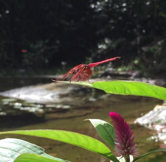پانسیون Wanakaset Forest Glamping