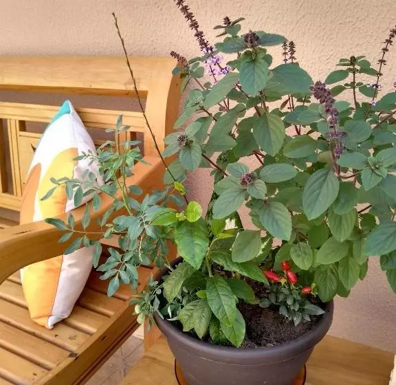 Majatalo Zen Pousada