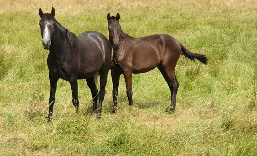 호텔 Quinta Da Bacelada