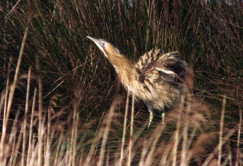 בית מלון כפרי Urdaibai Bird Center