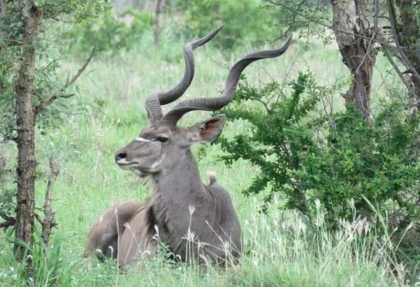 ホテル Nsele Safari Lodge