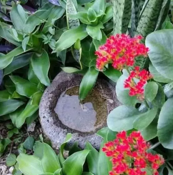 Retkeilymaja Posada Ixchel