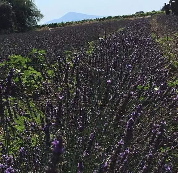 ベッドアンドブレックファースト Fontclaire En Provence