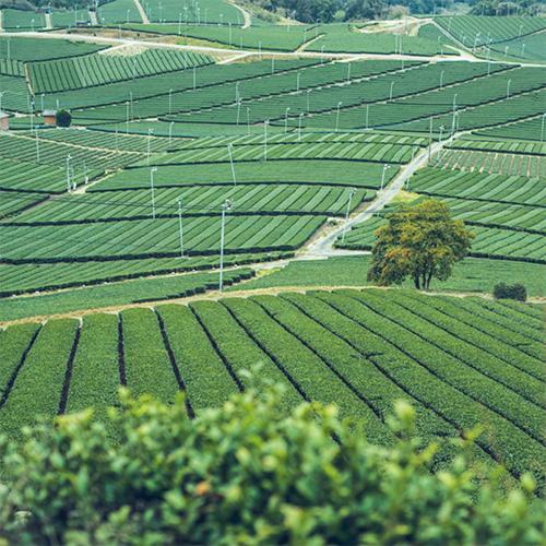 ריוקאן Greenpia Yame