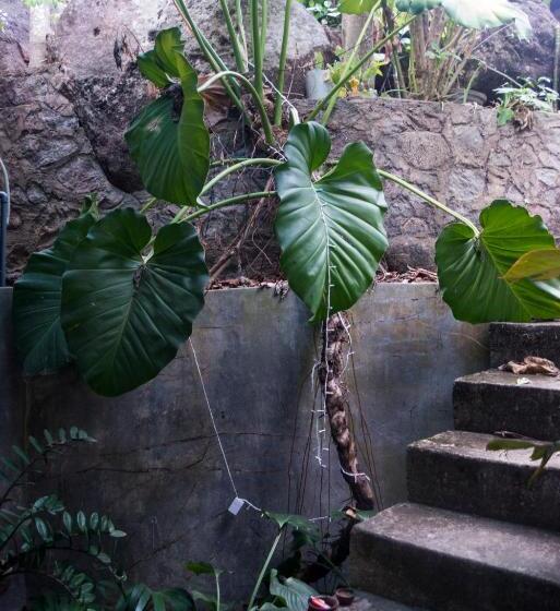 צימר Butterfly Jewel