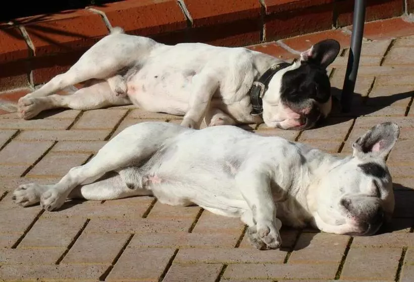 Padok Premium Hotel And Stables