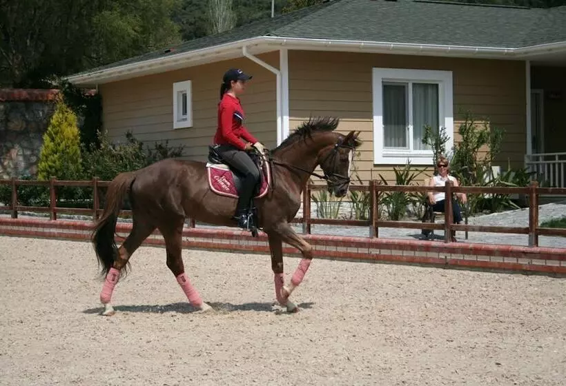 Padok Premium Hotel And Stables