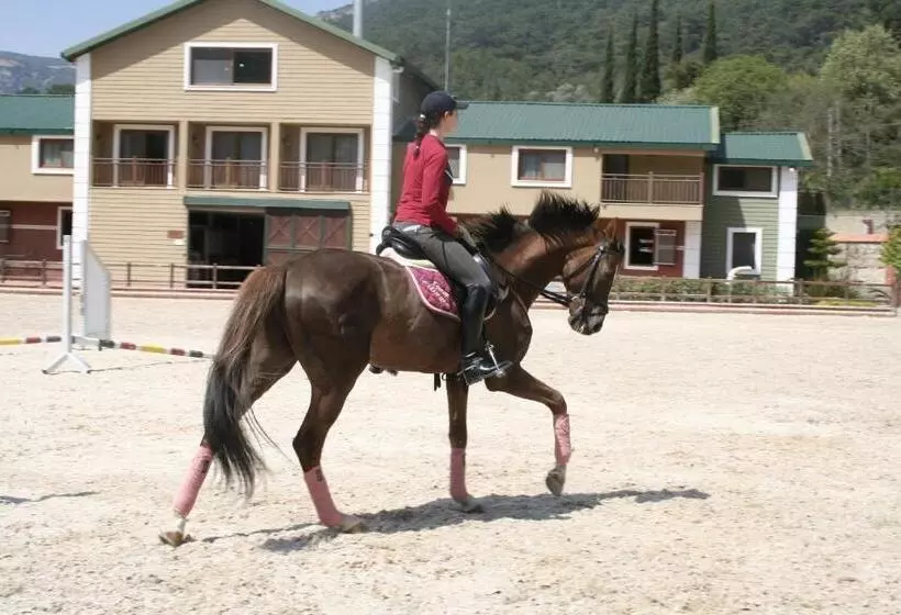 Padok Premium Hotel And Stables