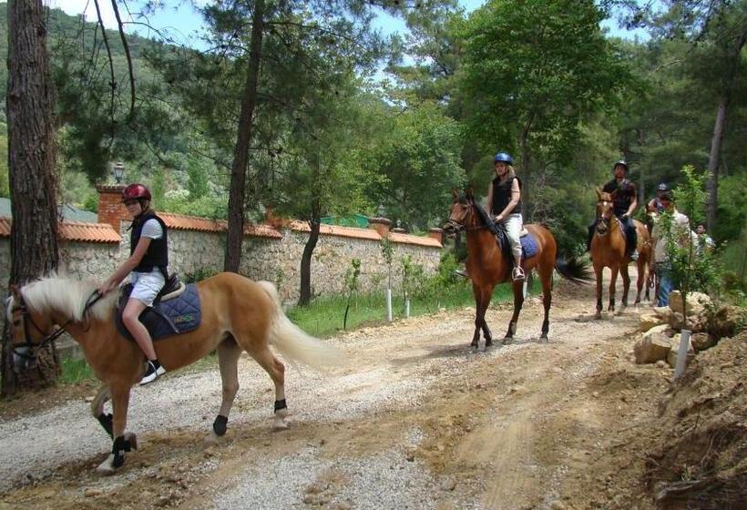 Padok Premium Hotel And Stables