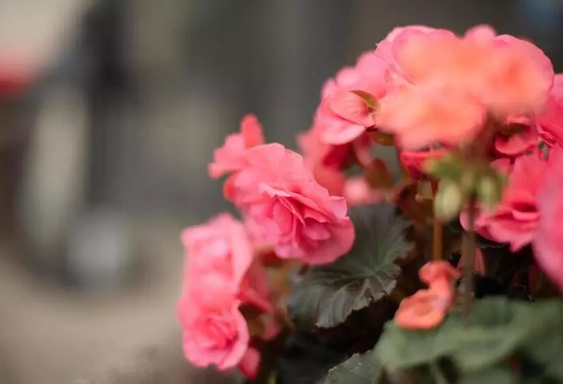 Отель Das Kleine Ritz