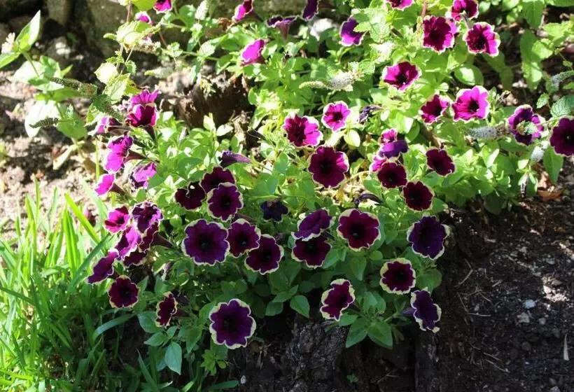 پانسیون Dear Porto Guest House