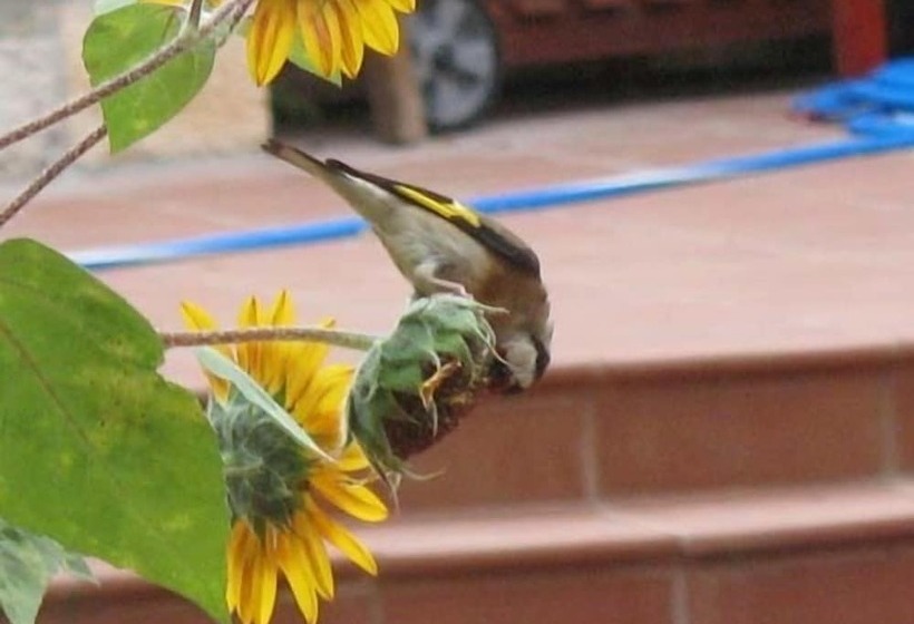 Angelica Villas Hotel Apartments