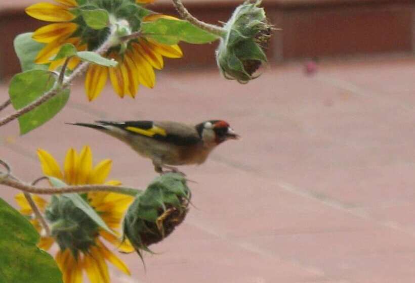 Angelica Villas Hotel Apartments