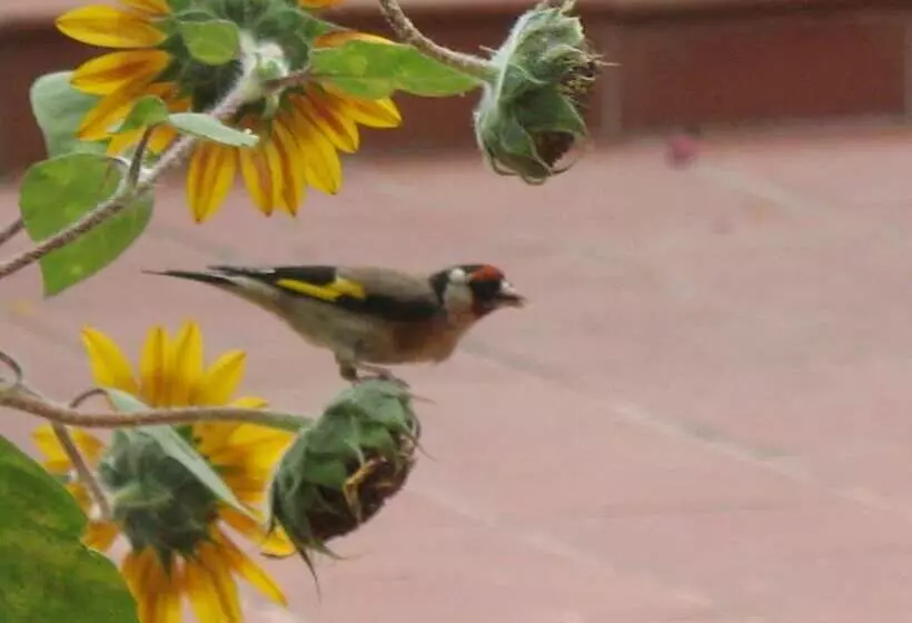 Angelica Villas Hotel Apartments