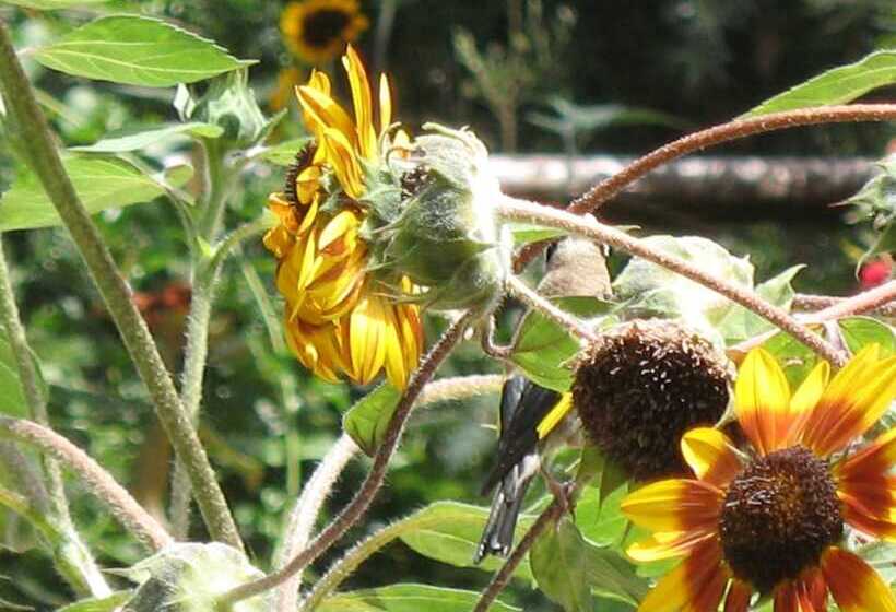 Angelica Villas Hotel Apartments