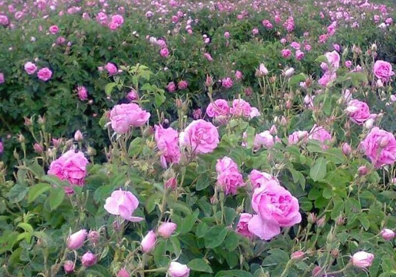 Hotel Auberge Atlas Gorge Dades