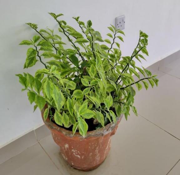 تختخواب و صبحانه 6 Park Retreat