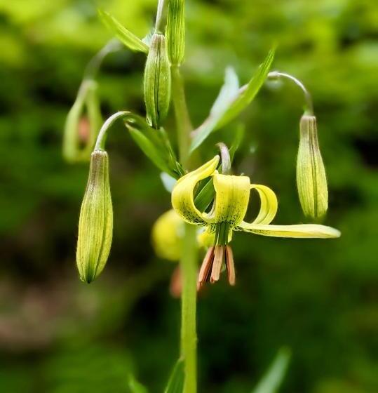 تختخواب و صبحانه Balcons De Sorgeat Chambres D Hôtes Ecolodge En Montagne