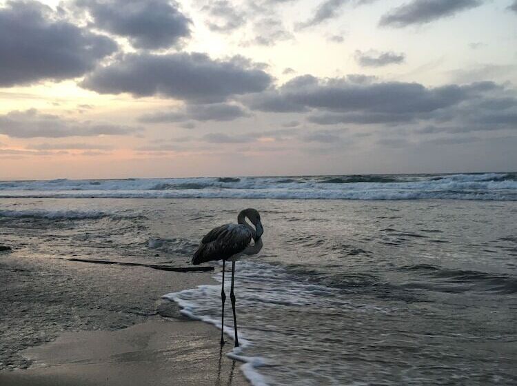 צימר Bed Sandalia