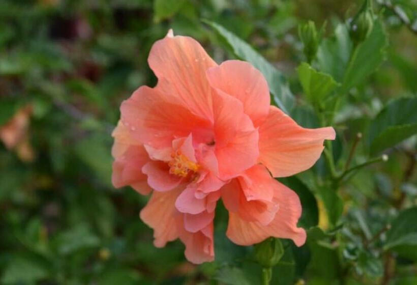 Ruanmai Style Resort 1