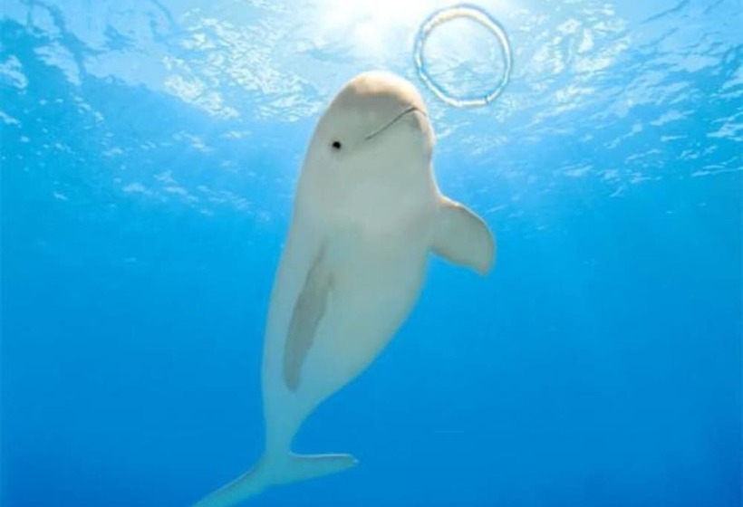 Ryokan Bonsai Shimonoseki
