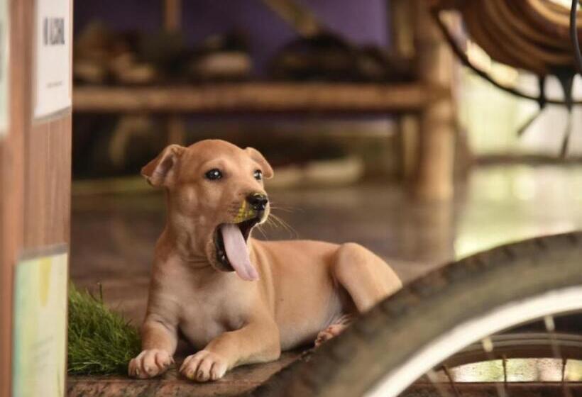 Hostelexp, Varkala   A Beach Town Hostel