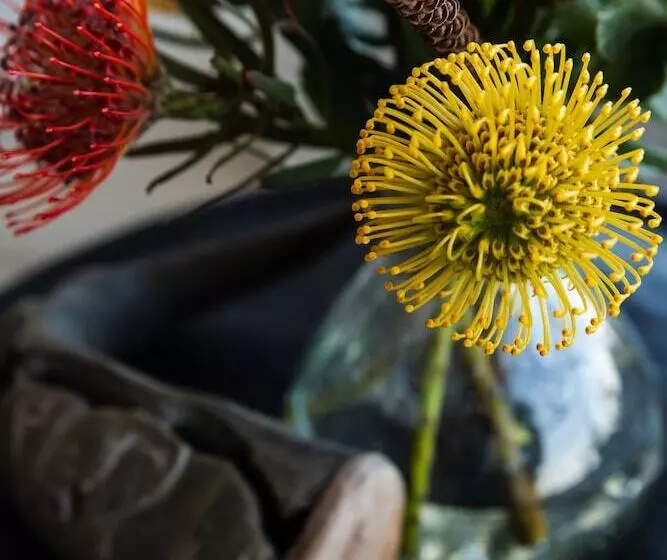 בית מלון כפרי Villa Afrikana Guest Suites By Knysna Paradise Collection