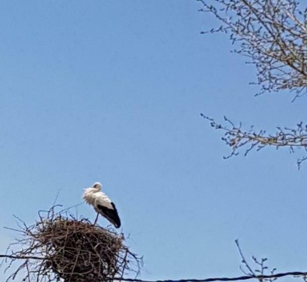 پانسیون Siran Guest House