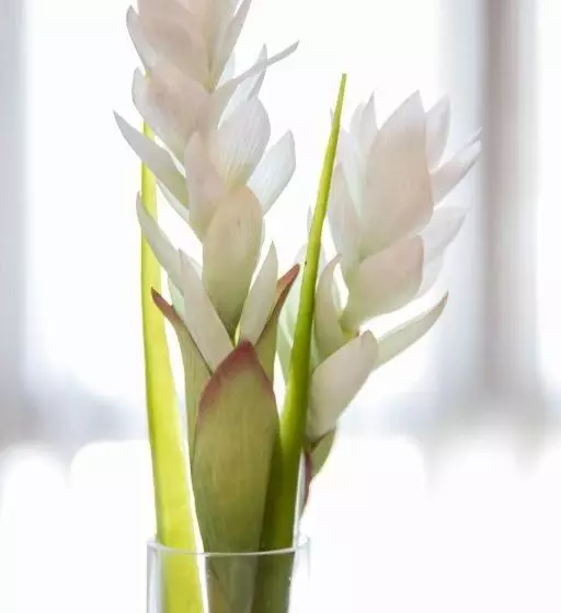 Alda Suite De Los Reyes