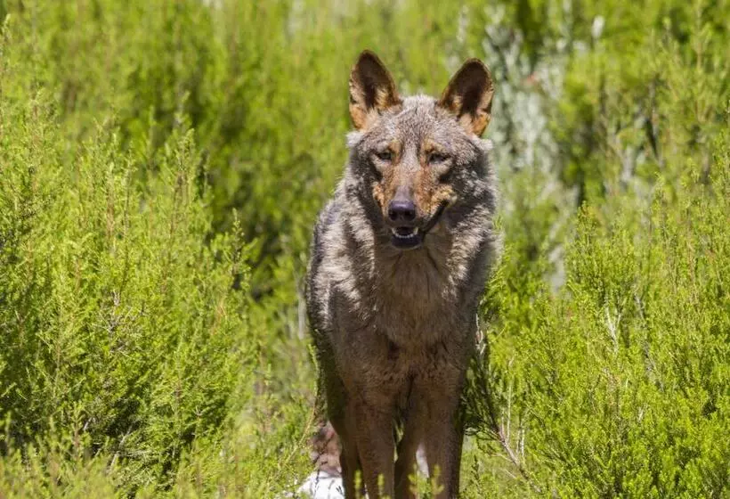 Camping Sierra De La Culebra