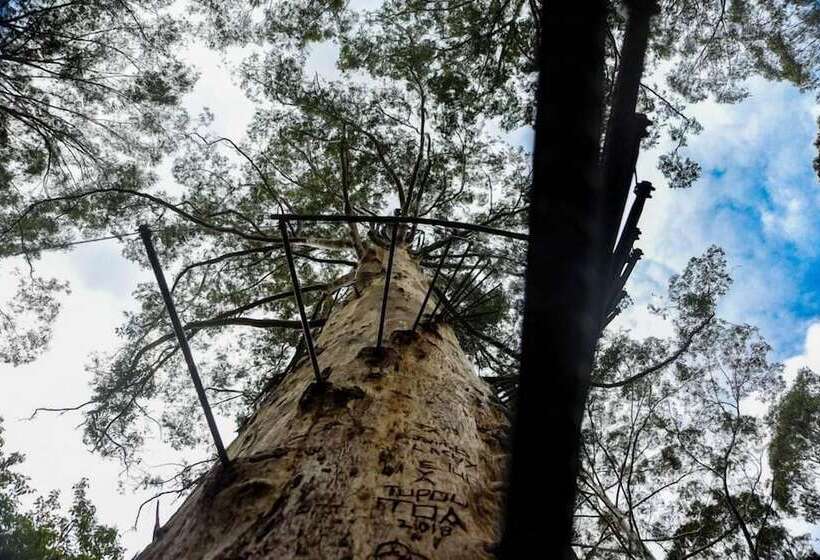 ホテル Forest Lodge Resort