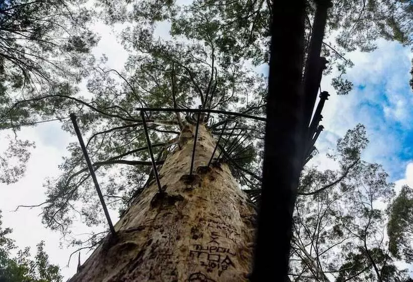 فندق Forest Lodge Resort