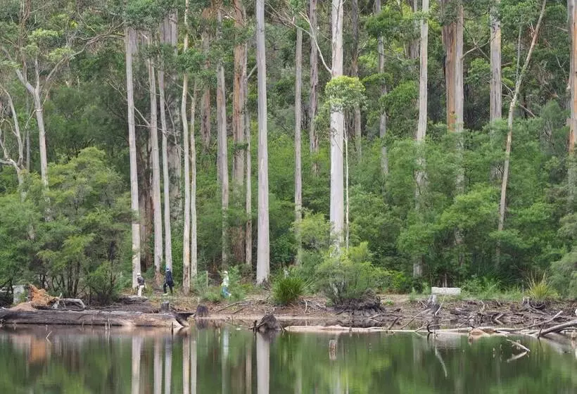 فندق Forest Lodge Resort