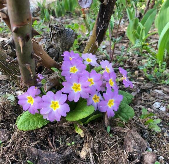 پانسیون Room In House Near Lycee International St Germain En Laye