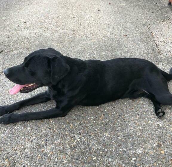 پانسیون Room In House Near Lycee International St Germain En Laye