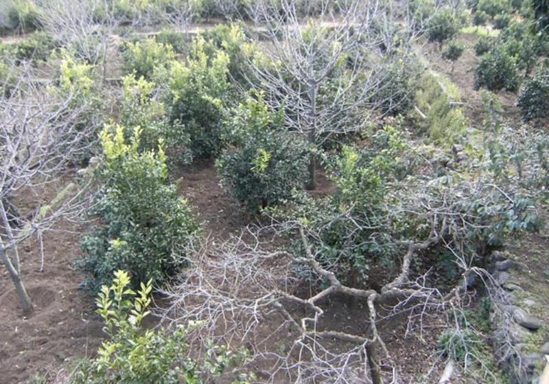 مبيت وإفطار Baglio Delle Rose